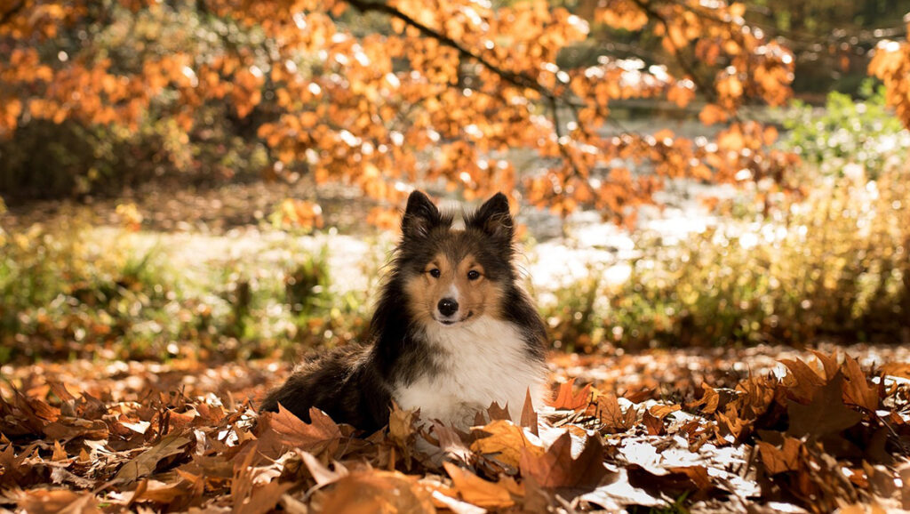 L'automne pour les animaux